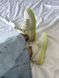 Кросівки Nike SB Dunk Low Mummy жіночі No brend Пудровий (b635-1 powder (39 (25 см))